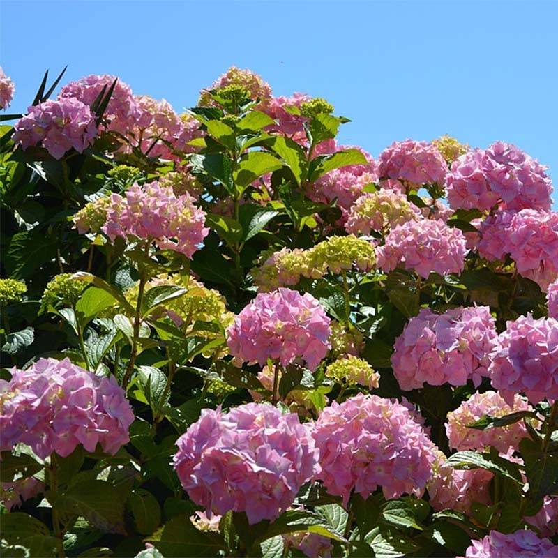 Hortensia - Hydrangea macrophylla Bouquet Rose Pot de 2L/3L - Image 1