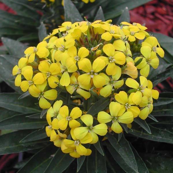 Promesse de Fleurs - Giroflée suffruticosum Gold Cup - Erysimum suffruticosum Mini-motte Ø 1,5/2,5 cm, Plant vert de 3 à 5 cm de haut environ (par 5)