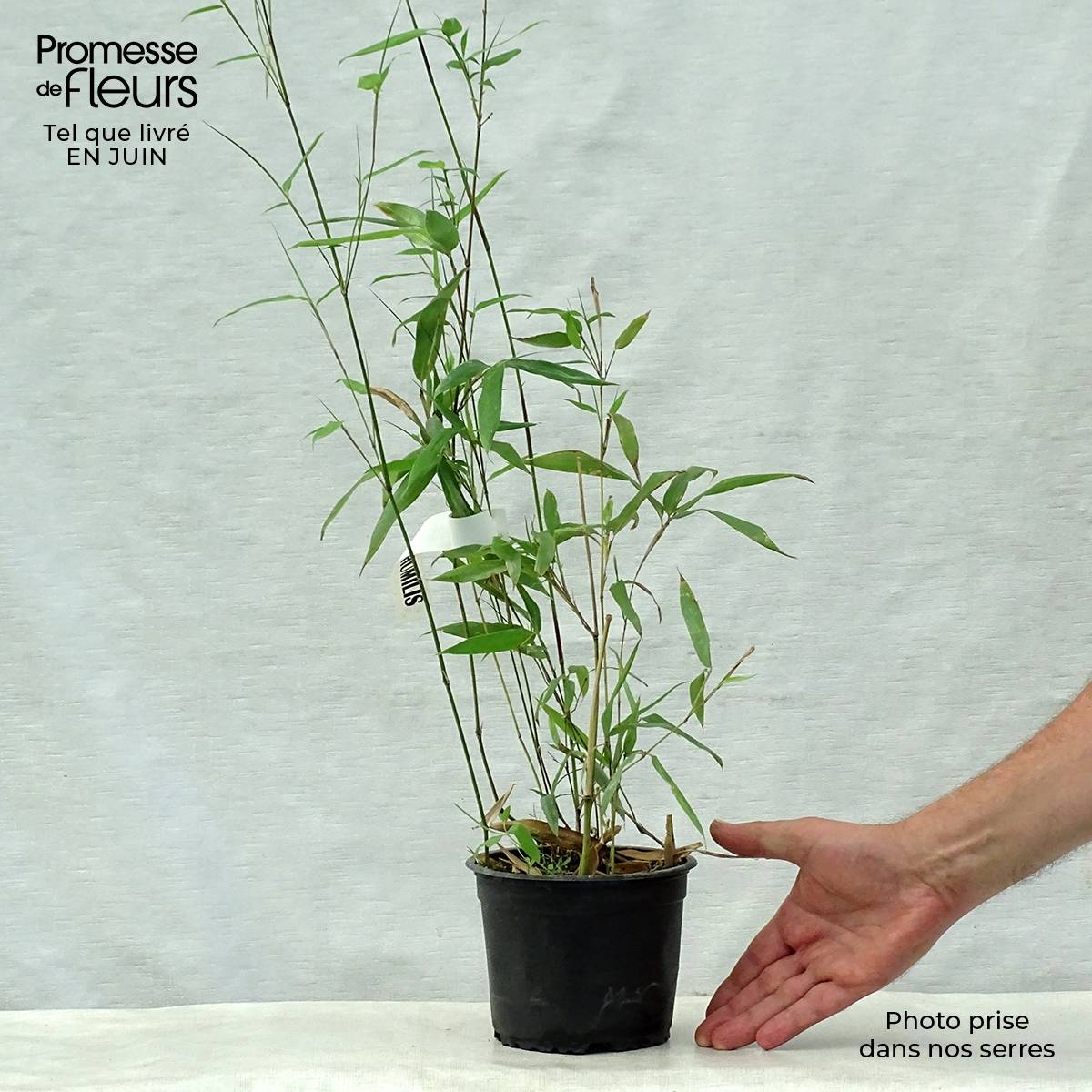 Promesse de Fleurs - Phyllostachys humilis - Bambou moyen Pot de 2L/3L - Image 2
