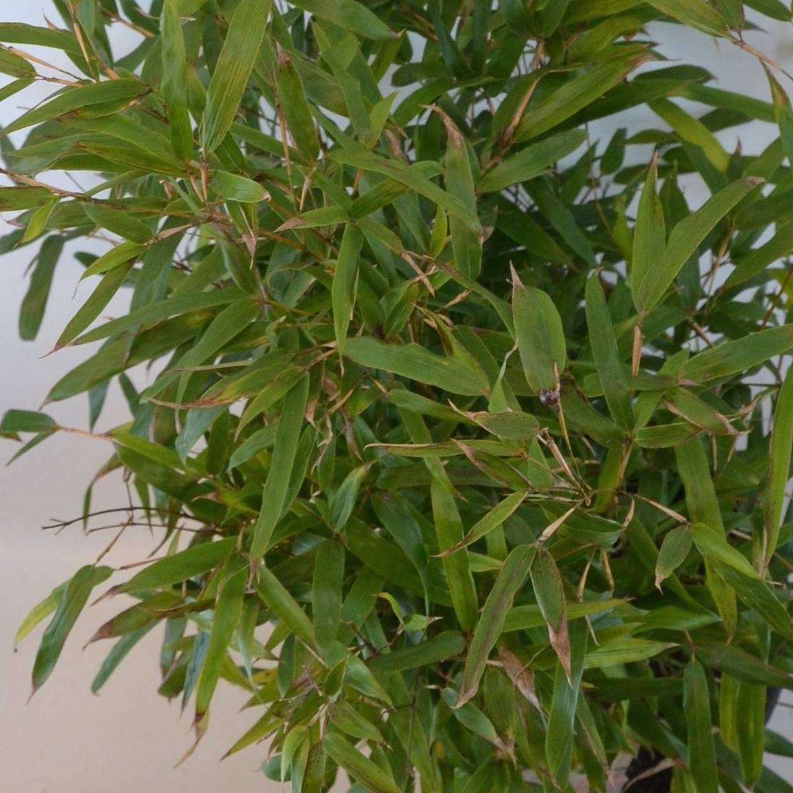 Phyllostachys humilis - Bambou moyen Pot de 2L/3L - Image 1