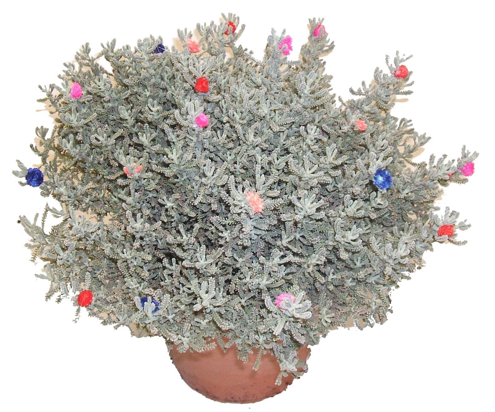 Horti-Flandre - Santoline décorée p18cm
