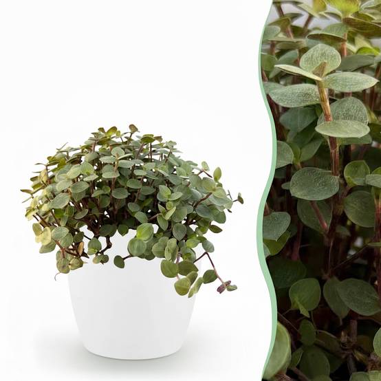 La Green Touch - Callisia repens - Callisie rampante - Avec cache-pot blanc - Pot Ø14 cm, H 20 cm - Image 1