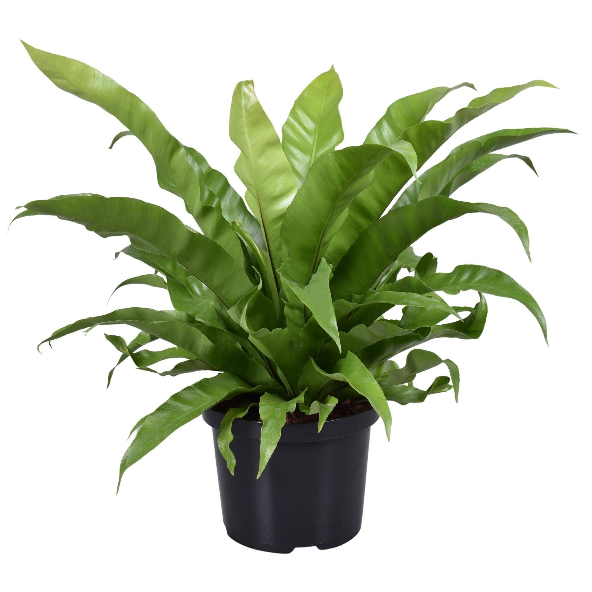 Asplenium 'Antiquum' 60cm - Plante d'intérieur- La Green Touch