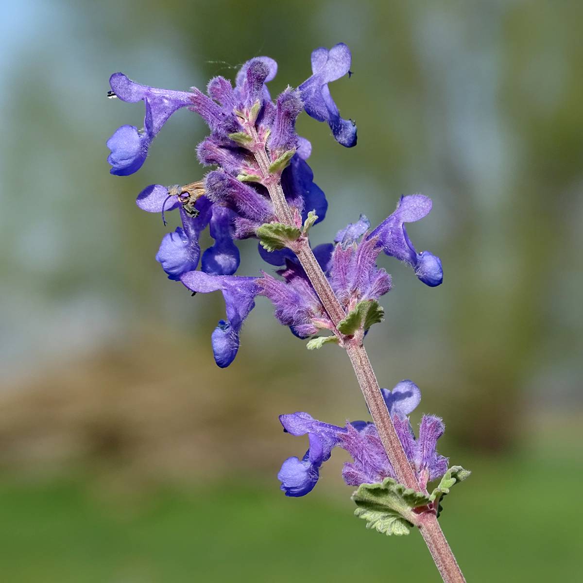Promesse de Fleurs - Nepeta racemosa Superba - Chataire Godet de 8/9 cm