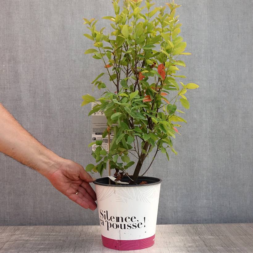 Amelanchier canadensis October Flame - Amélanchier du Canada Pot de 4L/5L - Image 2