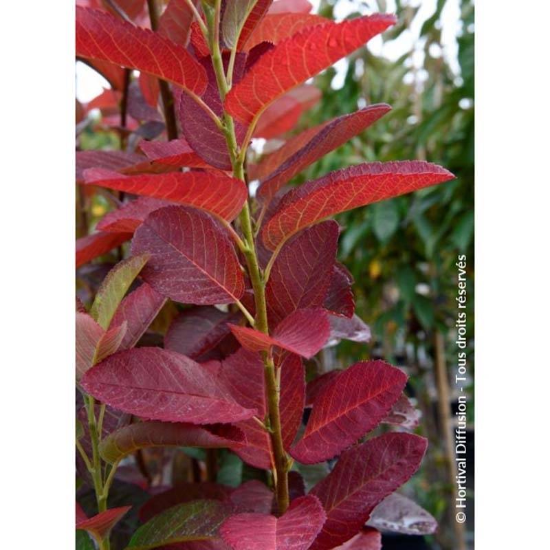 Amelanchier canadensis October Flame - Amélanchier du Canada Pot de 4L/5L