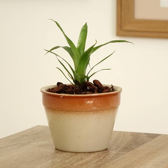 Vriesea Delphinus Mini-plante