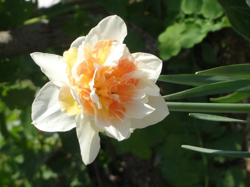 Promesse de Fleurs - Narcisse Replete Bulbe calibre 14/16 (par 10) - Image 1