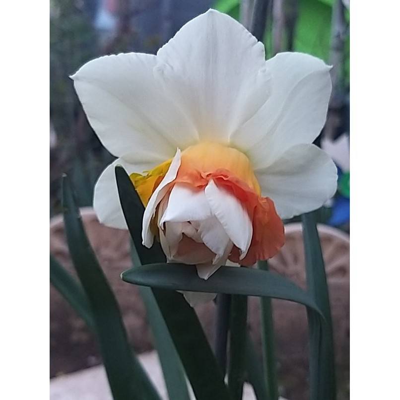 Promesse de Fleurs - Narcisse Replete Bulbe calibre 14/16 (par 10) - Image 2