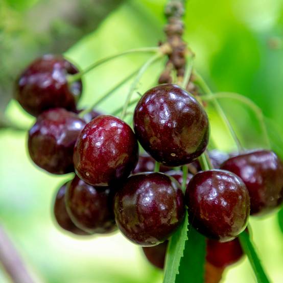 Cerisier Kordia - Prunus avium Pot de 20L/25L, Demi-Tige