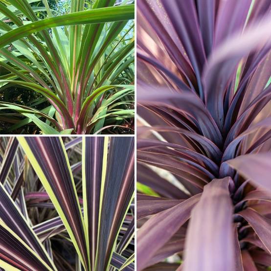 Cordyline trio pot déco Black Knight/Electric Flash/Peko Pot de 20L/25L - Image 1