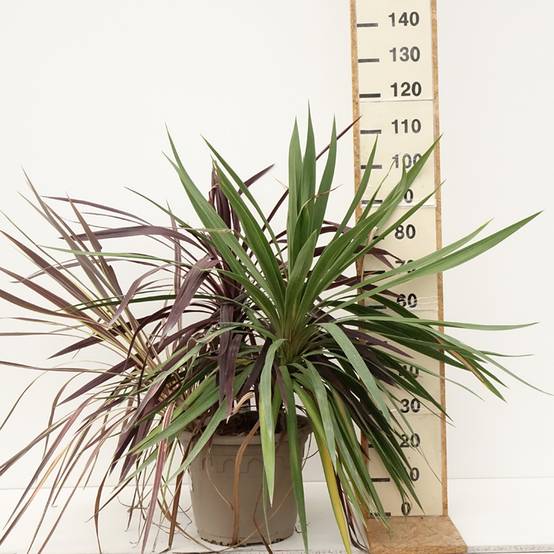 Cordyline trio pot déco Black Knight/Electric Flash/Peko Pot de 20L/25L - Image 2