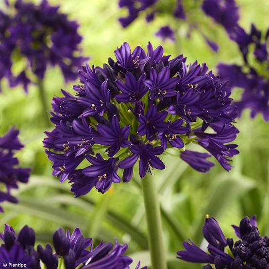 Promesse de Fleurs - Agapanthe Black Jack Pot de 3L/4L