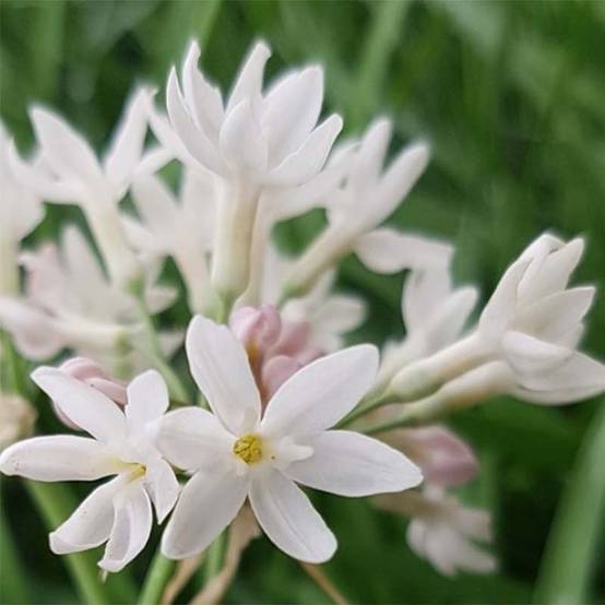 Tulbaghia violacea Pearl - Tulbaghie Godet de 8/9 cm