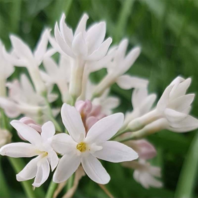 Tulbaghia violacea Pearl - Tulbaghie Godet de 8/9 cm