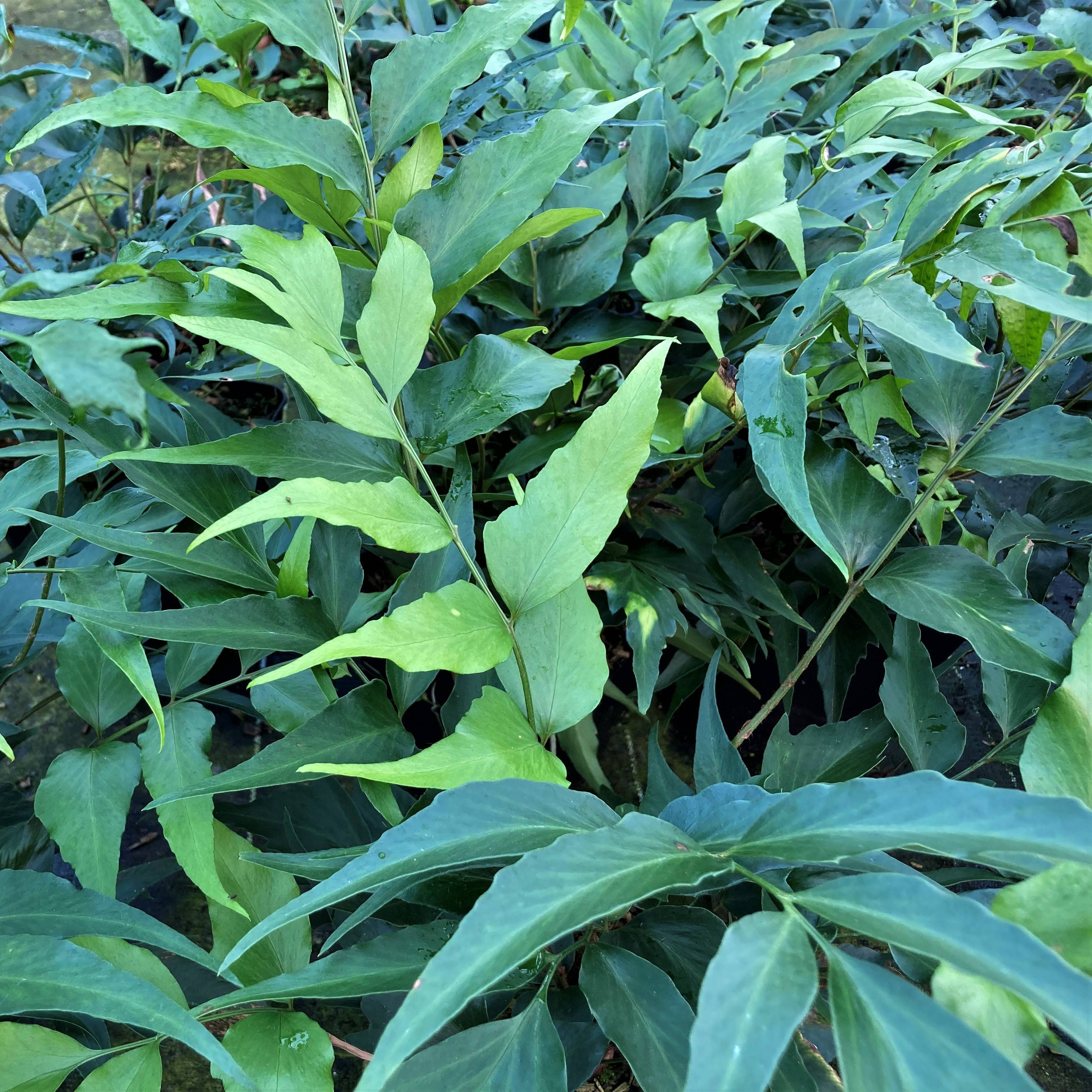Promesse de Fleurs - Cyrtomium devexiscapulae - Fougère Pot de 2L/3L