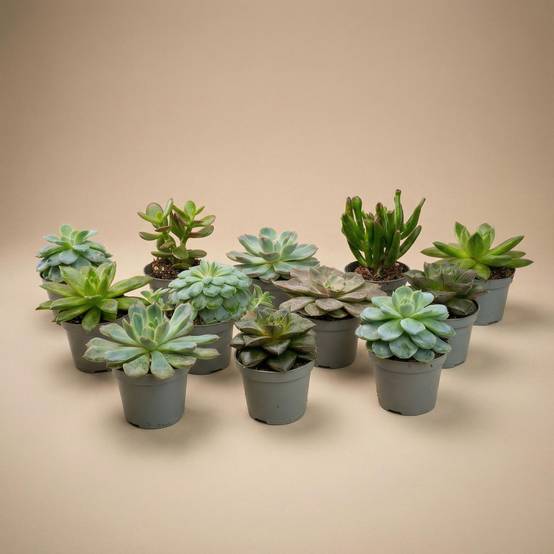 Mélange de plantes grasses en mini pot - lot de 12 - Ø6cm - Plantes d’intérieur - Image 1