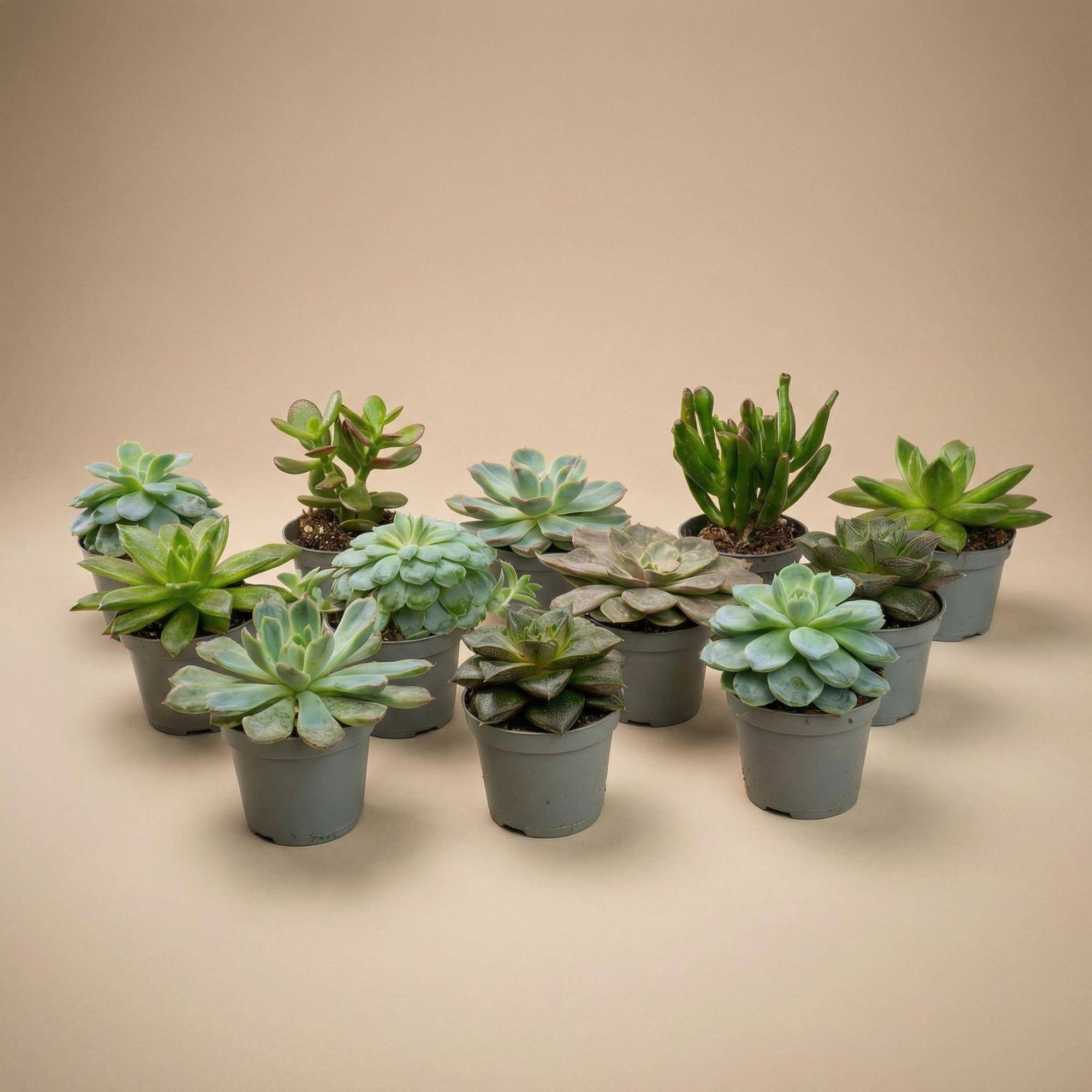 Mélange de plantes grasses en mini pot - lot de 12 - Ø6cm - Plantes d’intérieur - Image 1