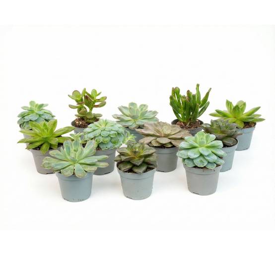 Mélange de plantes grasses en mini pot - lot de 12 - Ø6cm - Plantes d’intérieur - Image 2