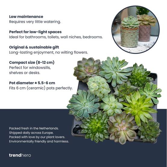 Mélange de plantes grasses en mini pot - lot de 12 - Ø6cm - Plantes d’intérieur - Image 3