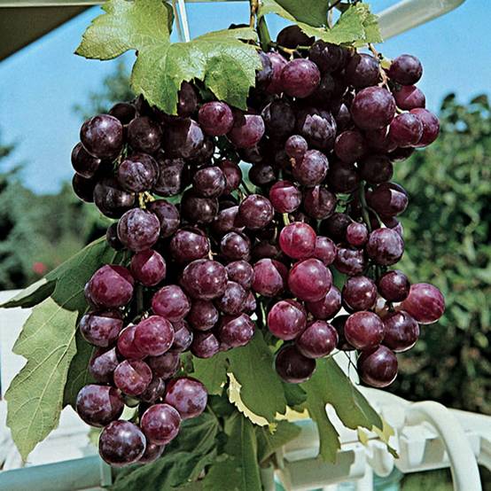 Vigne Cardinal Pot de 1,5L/2L