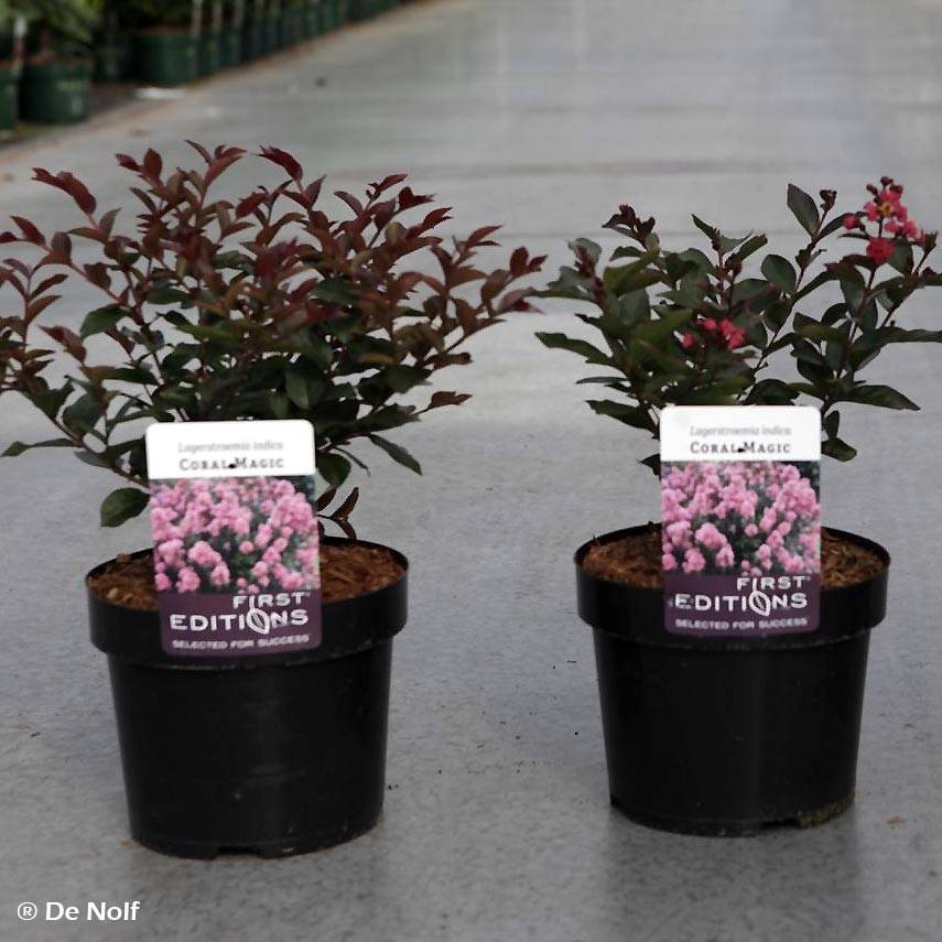 Lagerstroemia indica Coral Magic - Lilas des Indes Pot de 2L/3L - Image 1