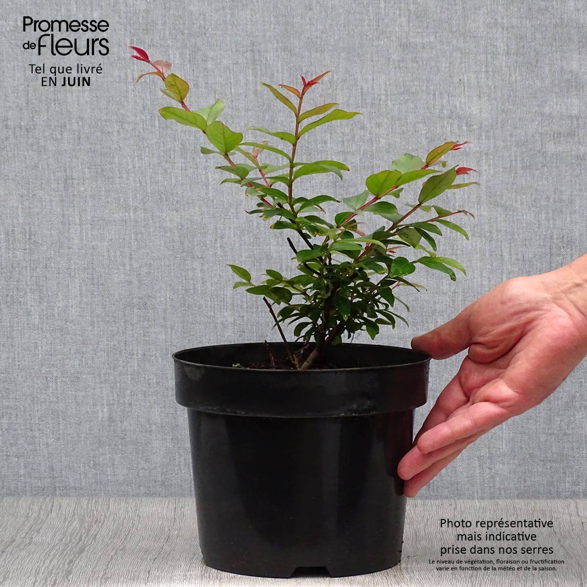Lagerstroemia indica Coral Magic - Lilas des Indes Pot de 2L/3L - Image 2