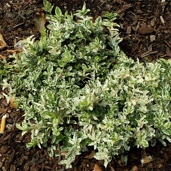Euonymus fortunei Harlequin - Fusain persistant panaché Godet de 8/9 cm
