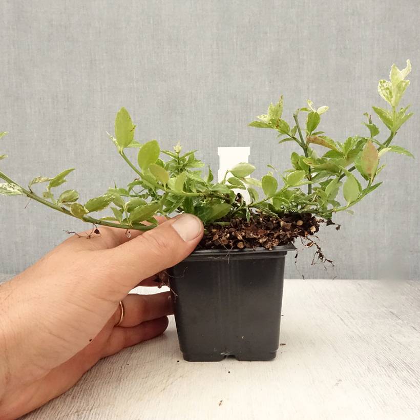 Euonymus fortunei Harlequin - Fusain persistant panaché Godet de 8/9 cm - Image 2