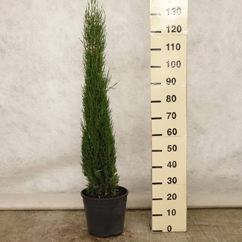 Cyprès de Provence - Cupressus sempervirens Pyramidalis Pot de 4L/5L - Image 2