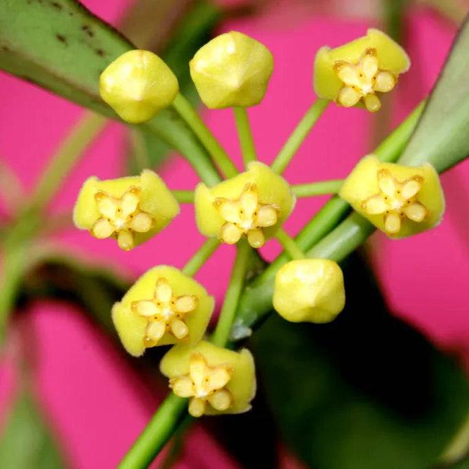 Hoya Tsangii - Pot de 7cm - Plantes d'intérieur - Image 1