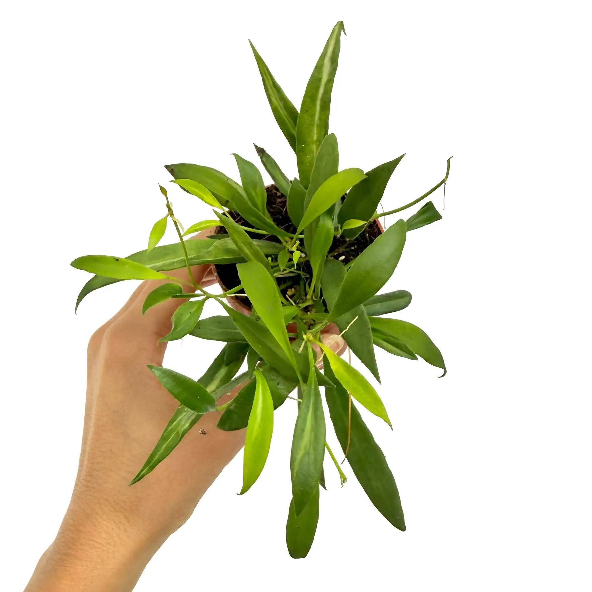 Hoya Tsangii - Pot de 7cm - Plantes d'intérieur - Image 2