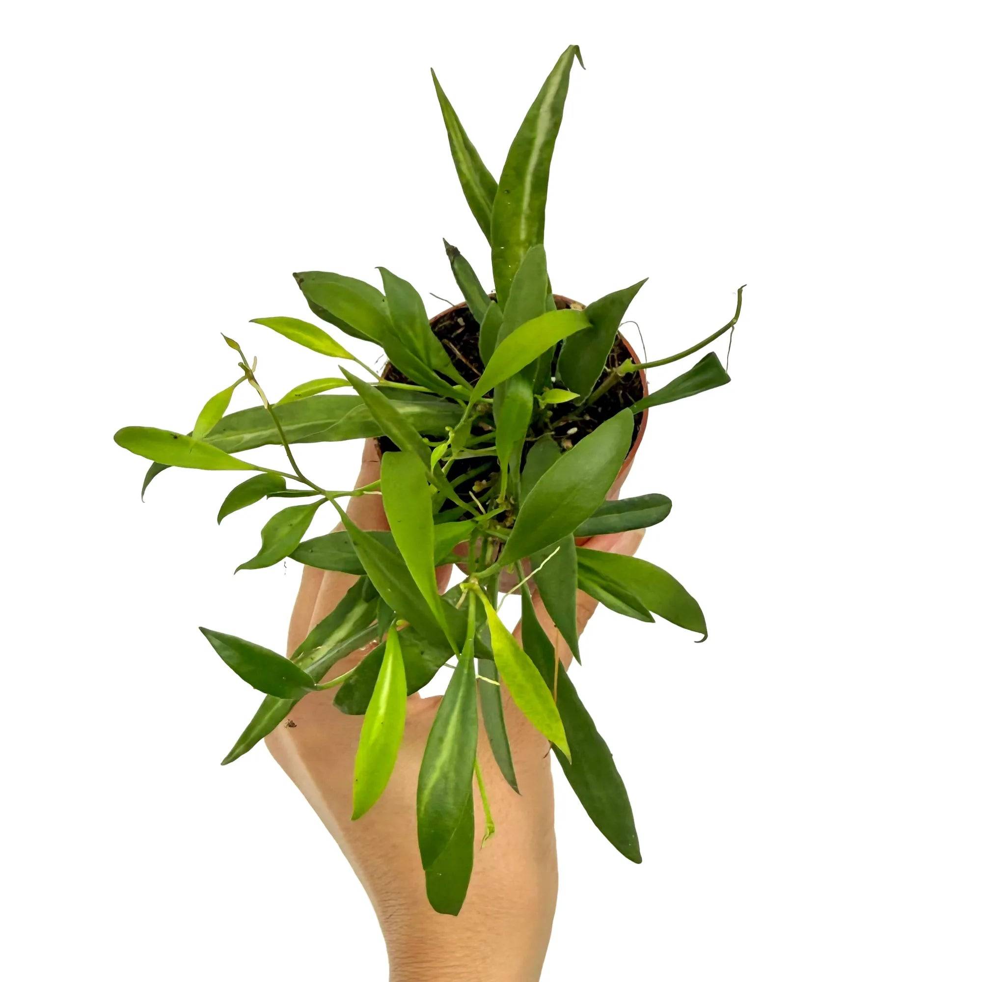 Hoya Tsangii - Pot de 7cm - Plantes d'intérieur - Image 3