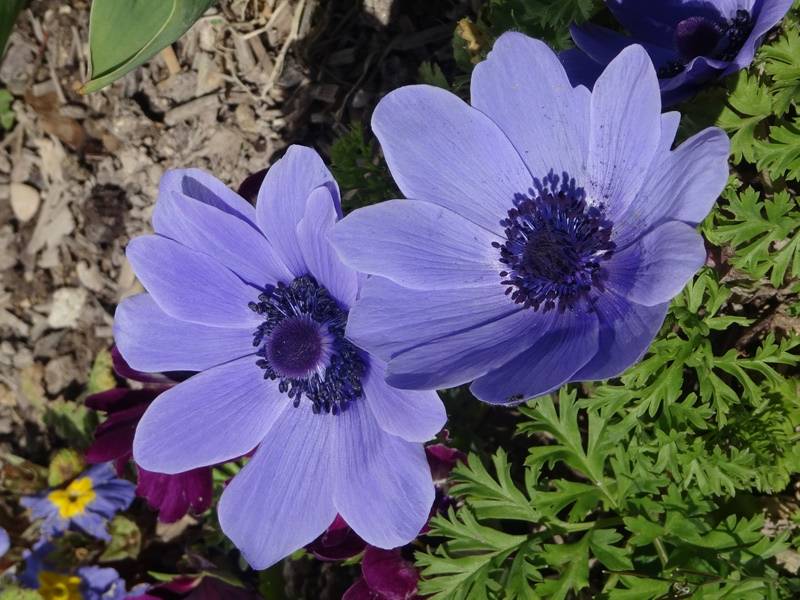 Anemone coronaria Mr Fokker - Anémone de Caen Bulbe calibre 5/6 (par 10) - Image 3