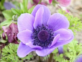 Anemone coronaria Mr Fokker - Anémone de Caen Bulbe calibre 5/6 (par 10)