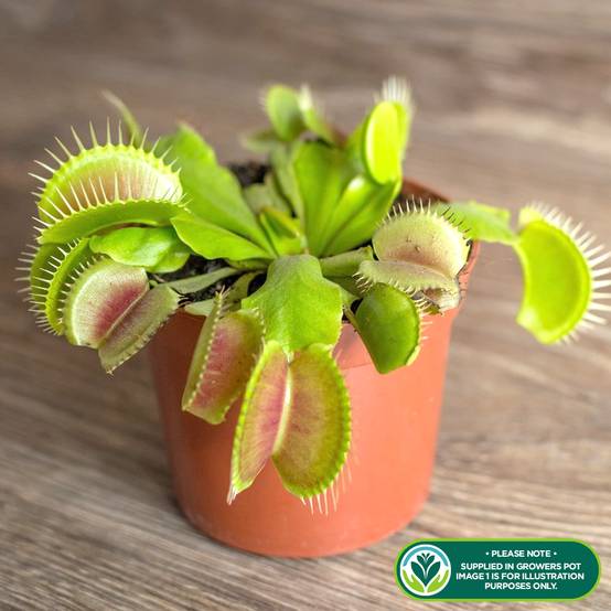 Gardenersdream - Dionée Attrape-Mouche Venus Plante D'Intérieur Carnivore Pot 9 Cm - GardenersDream - Image 2