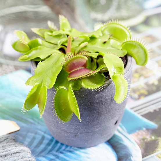 Gardenersdream - Dionée Attrape-Mouche Venus Plante D'Intérieur Carnivore Pot 9 Cm - GardenersDream - Image 1