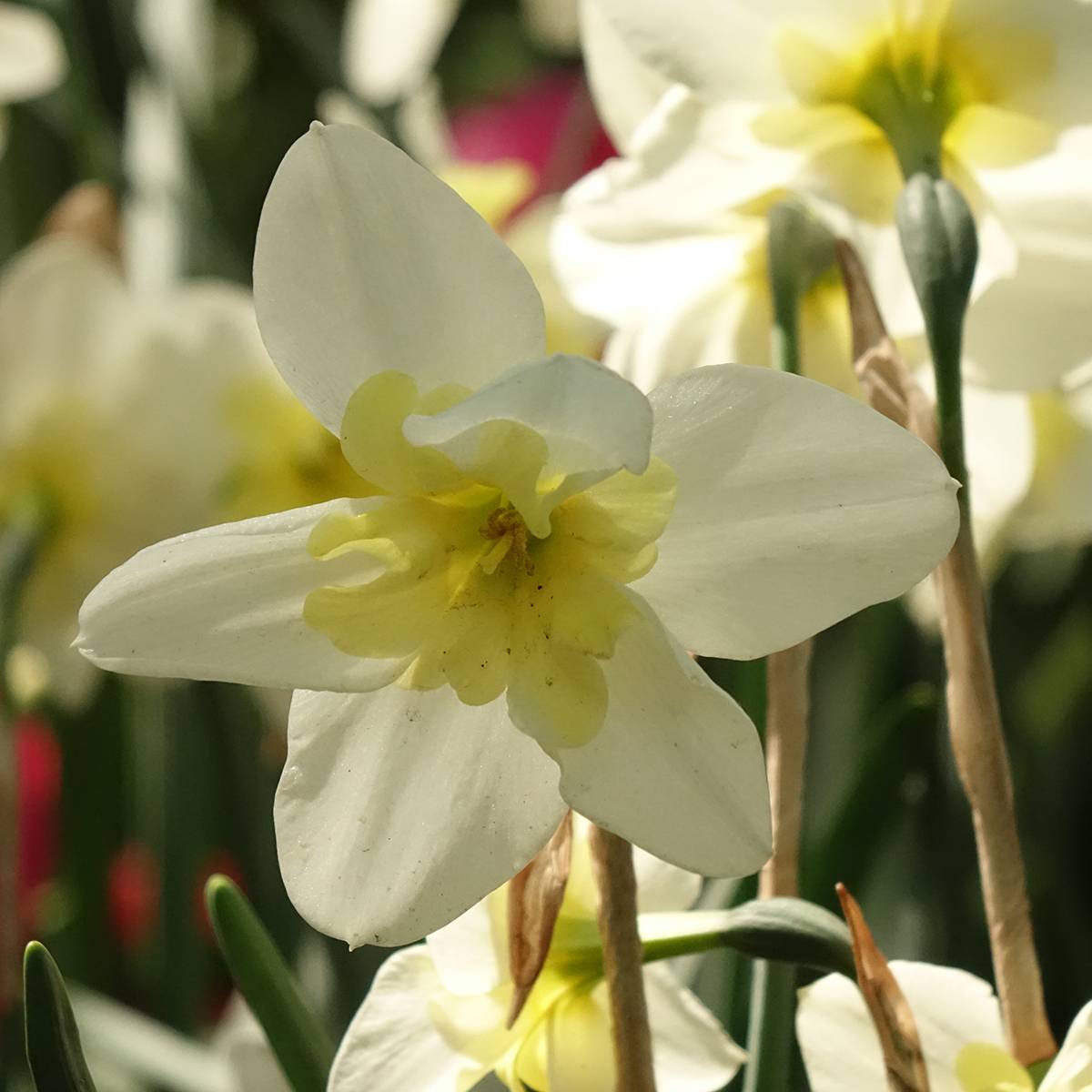 Narcisse Bella Estrella Bulbe calibre 12+ (par 5) - Gamm vert