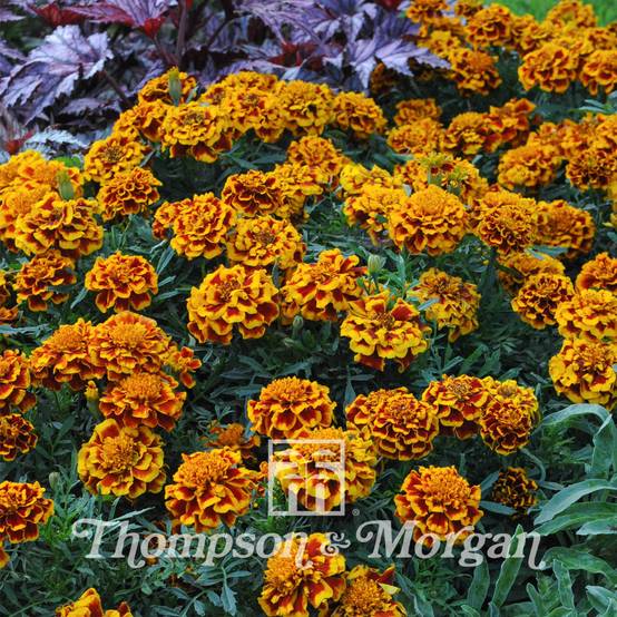 Graines d'Oeillet d'Inde Colossus - Tagetes patula le sachet de 50 graines environ