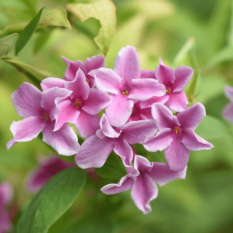 Jasmin Starry® Summer Scent 'Ganmin 1701' à fleurs Rose - feuillage Caduc - Godet - 5/20 cm- hauteur à maturité De 3,00 m à 5,00 m - Image 4