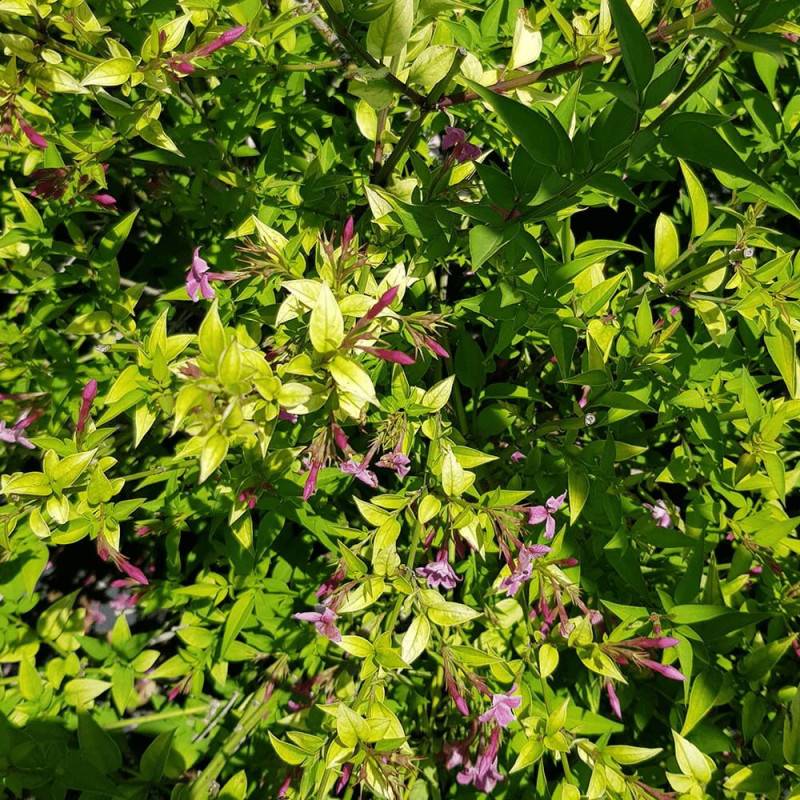 Jasmin Starry® Summer Scent 'Ganmin 1701' à fleurs Rose - feuillage Caduc - Godet - 5/20 cm- hauteur à maturité De 3,00 m à 5,00 m - Image 2