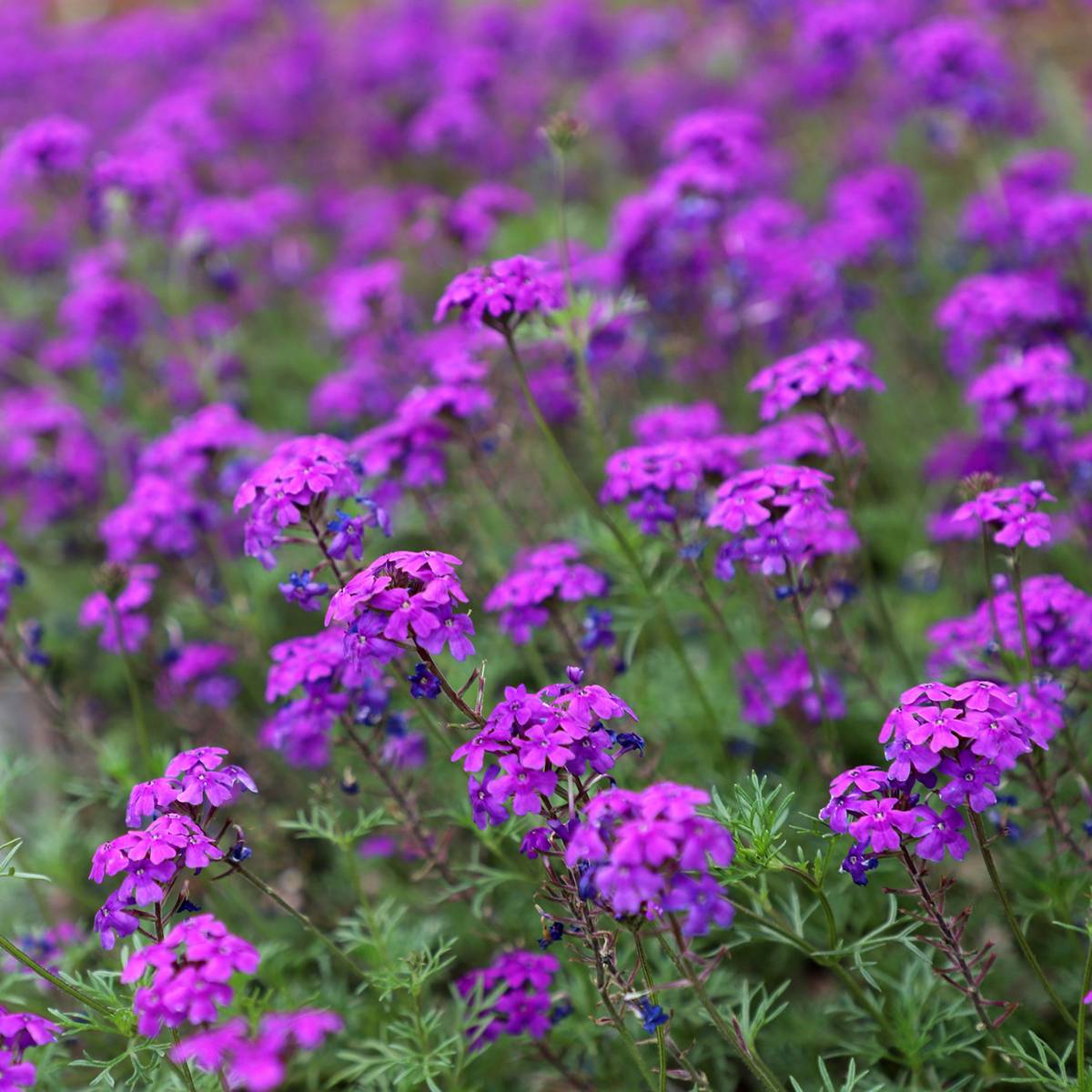 Graines de Verveine annuelle Imagination - Verbena hybrida le sachet de 25 graines environ