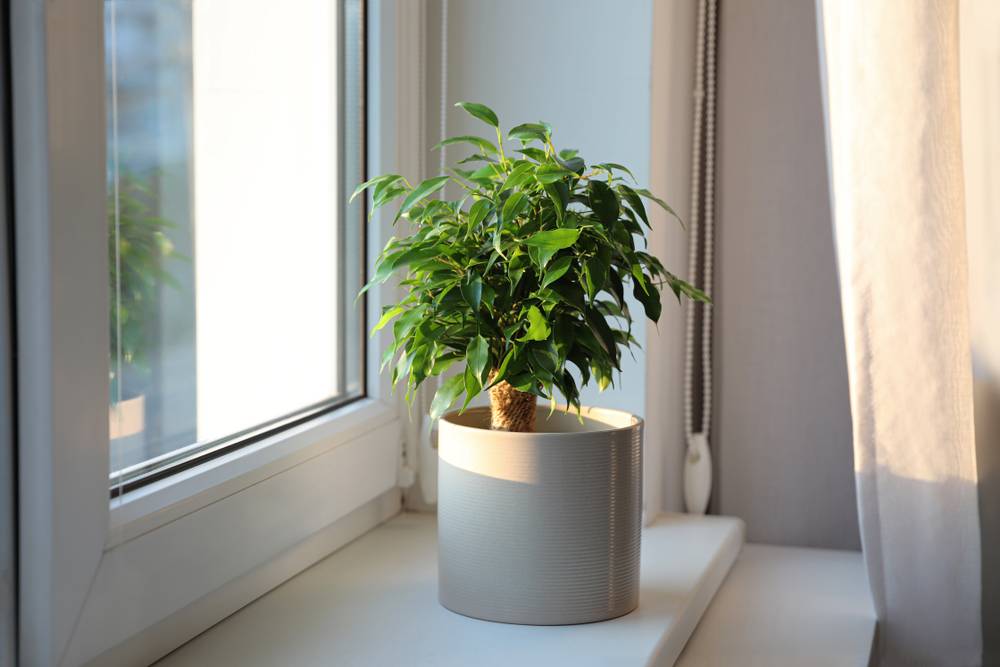 Ficus Benjamina Natasja - Figuier pleureur - Plante d’intérieur - H. 20-30 cm - P. 12 cm - Image 2