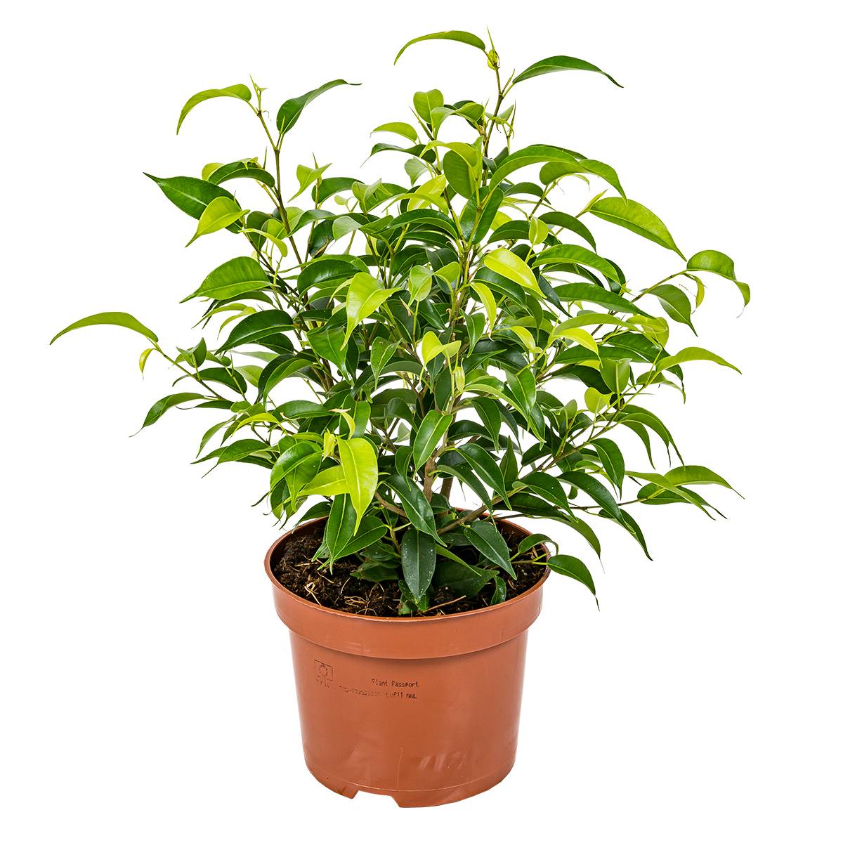 Ficus Benjamina Natasja - Figuier pleureur - Plante d’intérieur - H. 20-30 cm - P. 12 cm - Image 1
