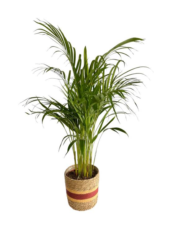 Palmier Areca 85cm - Plante d'intérieur- La Green Touch - Image 1