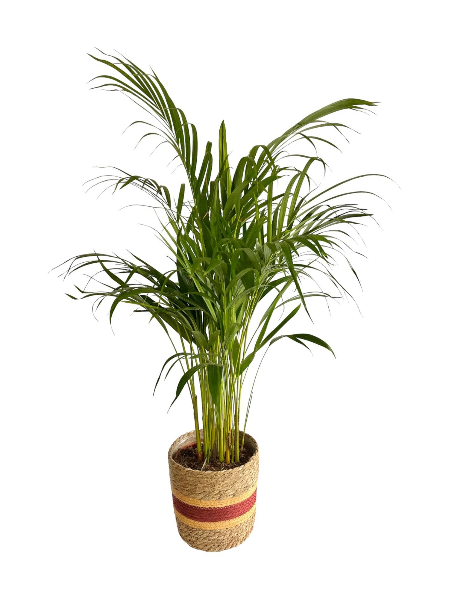 Palmier Areca 85cm - Plante d'intérieur- La Green Touch - Image 1