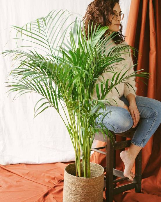 Palmier Areca 85cm - Plante d'intérieur- La Green Touch - Image 2