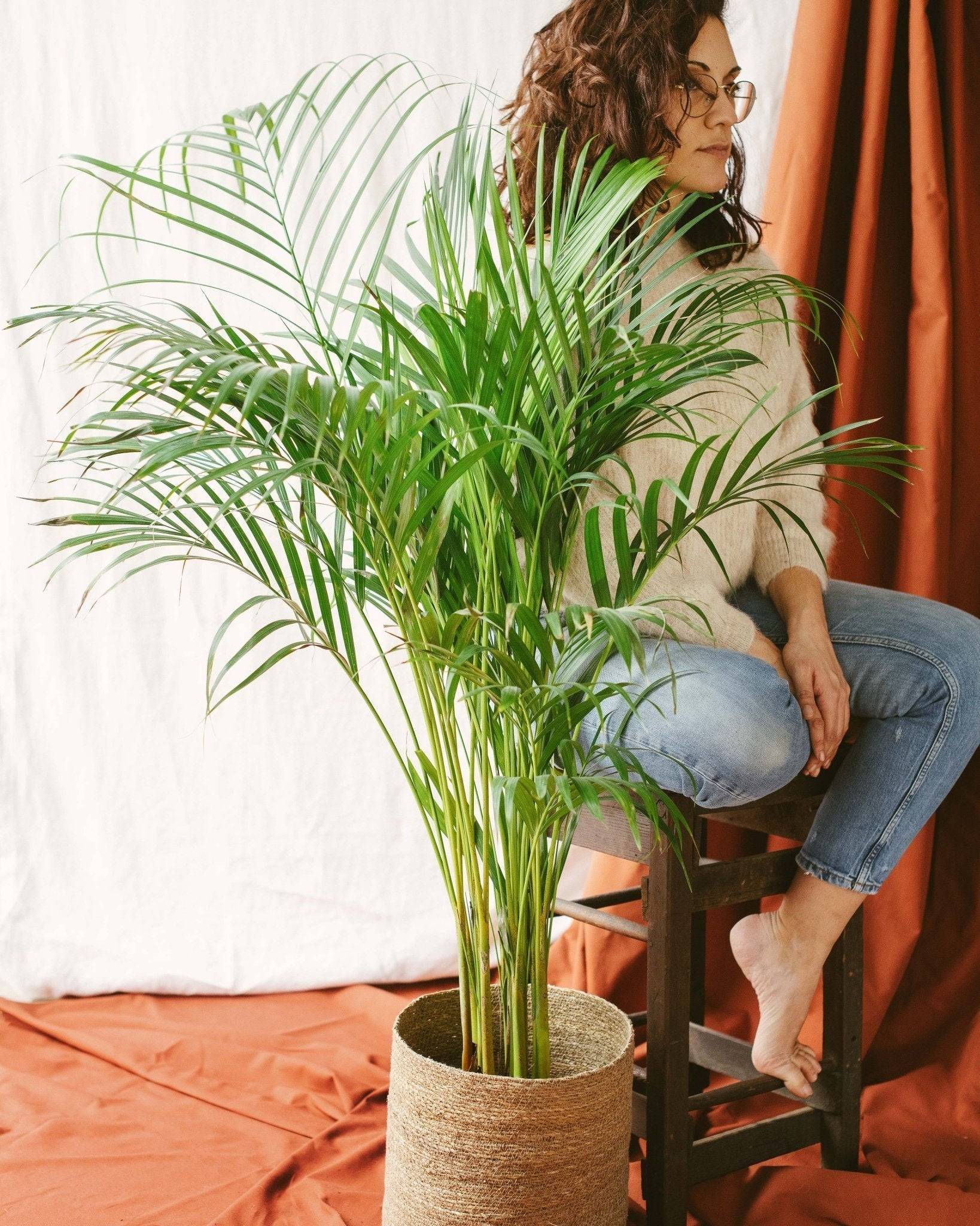 Palmier Areca 85cm - Plante d'intérieur- La Green Touch - Image 2