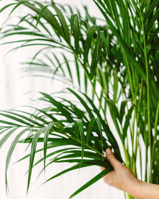 Palmier Areca 85cm - Plante d'intérieur- La Green Touch - Image 3