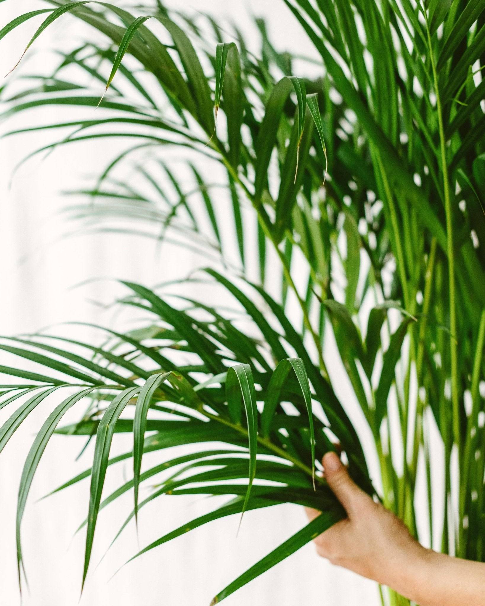Palmier Areca 85cm - Plante d'intérieur- La Green Touch - Image 3